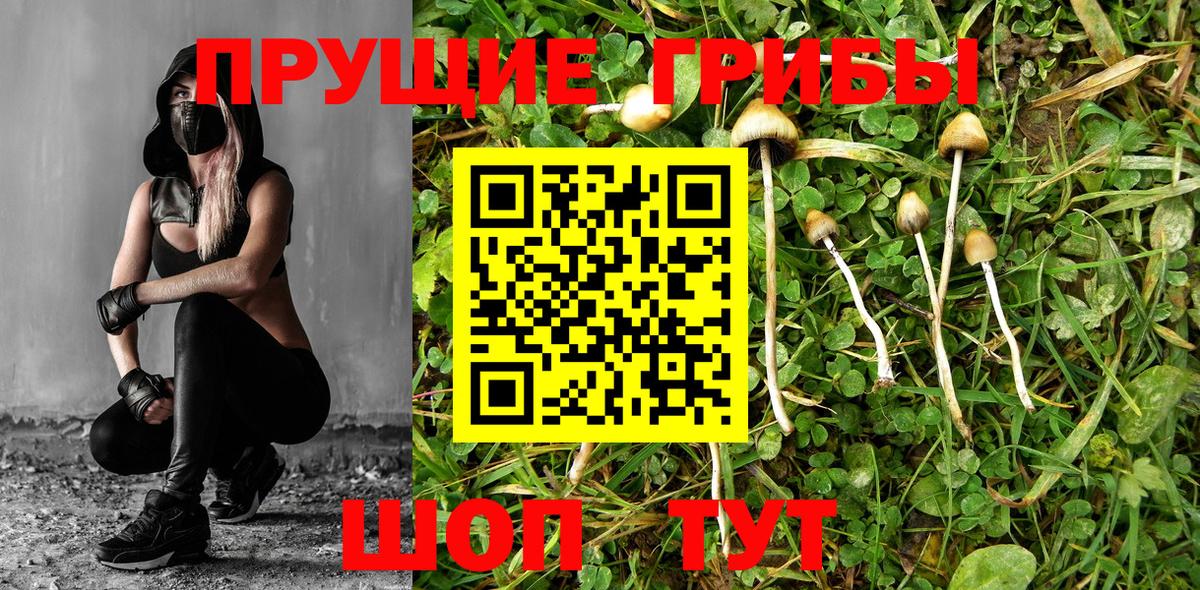 Галлюциногенные грибы GOLDEN TEACHER Апшеронск